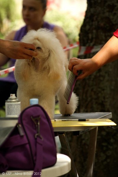 2012-07-01 B & B - Bedlington & Bichon Fun Day (79)_1000x1500.jpg